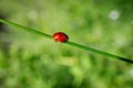Ladybug on a blade of grass on a blurred natural background close-up. Royalty Free Stock Photo