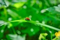 Ladybug on a blade of grass on a blurred natural background close-up. Royalty Free Stock Photo
