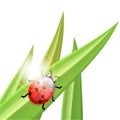 Ladybug an a blade of grass, illustration Royalty Free Stock Photo