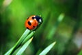 Ladybug on a blade of grass Royalty Free Stock Photo