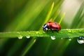 Ladybug on a Blade of Grass in the Summer Royalty Free Stock Photo