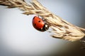 Ladybug on the blade of Grass in summer Royalty Free Stock Photo