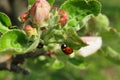 Ladybug on blooming apple tree in the garden