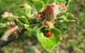 Ladybug on blooming apple tree in the garden