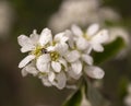 A ladybug on a blooming branch. White flowers on a tree branch with an insect ladybird. Royalty Free Stock Photo