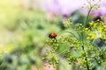 Ladybug on blooming dill dill