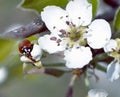 Ladybug on blooming fruit tree branches. Close up Royalty Free Stock Photo