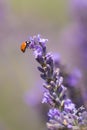 Ladybug on blooming lavender
