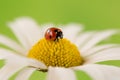 Ladybug on the blossom of a flower Royalty Free Stock Photo