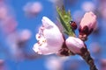 Ladybug on a blossomed tree