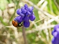 Ladybug on a blue flower. Close shot. Royalty Free Stock Photo