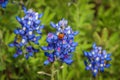 Ladybug on the Bluebonnet Royalty Free Stock Photo