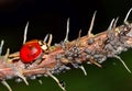 Ladybug on a branch with aphids. Royalty Free Stock Photo