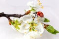 Ladybug on a branch of blooming white plum. White background.