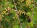 Ladybug on a branch of blossoming red currant (Ribes rubrum L. ) Royalty Free Stock Photo