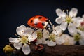 Ladybug on a branch of a blossoming tree on a black background, A lovely ladybug perched on a white flower, AI Generated