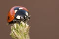 Ladybug on a branch close-up Royalty Free Stock Photo