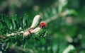 Ladybug On The Branch Of The Korean Fir Close-up Royalty Free Stock Photo