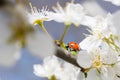 Ladybug on the branches of a blossoming fruit tree. Royalty Free Stock Photo