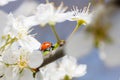 Ladybug on the branches of a blossoming fruit tree. Red Ladybird Royalty Free Stock Photo