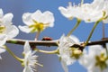 Ladybug on the branches of a blossoming fruit tree. Red Ladybird Royalty Free Stock Photo