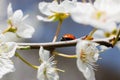 Ladybug on the branches of a blossoming fruit tree. Red Ladybird Royalty Free Stock Photo