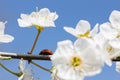 Ladybug on the branches of a blossoming fruit tree. Red Ladybird Royalty Free Stock Photo