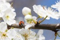 Ladybug on the branches of a blossoming fruit tree. Red Ladybird Royalty Free Stock Photo