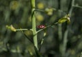 Ladybug on Broccoli Stalk Royalty Free Stock Photo