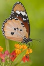 Ladybug and butterfly macro Royalty Free Stock Photo