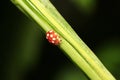 Ladybug (calvia decemguttata) Royalty Free Stock Photo