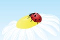 Ladybug on camomile flower Royalty Free Stock Photo