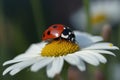 ladybug on camomile flower, ladybug on camomile, A cute red ladybug on a white chamomile flower with vibrant green leaves, AI