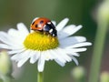 Ladybug on camomile flower, ladybug in nature. Made with Generative AI