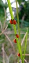 Ladybug Caterpillar pupae