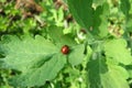 Ladybug on celandine leaf in the garden, europe Royalty Free Stock Photo