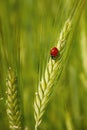 Ladybug in the cereals on the ear of  triticale, green background Royalty Free Stock Photo