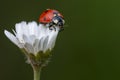 Ladybug on a chamomile flower