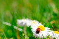 ladybug on chamomile on green grass background close up Royalty Free Stock Photo