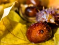 Ladybug on chestnut in yellow autumn leaves