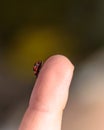 Ladybug on child`s finger