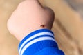 Ladybug on child`s hand