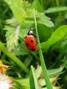 A ladybug climbed onto the long green grass on a warm summer day Royalty Free Stock Photo