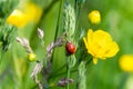 Ladybug climbing on grass and buttercup