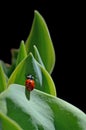 Ladybug climbing on leaves in black background