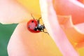 Ladybug climbing a pink rose