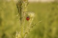 Ladybug climbing a thorn