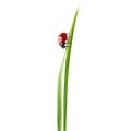 Ladybug climbing up a blade of grass isolated on a transparent background ideal for nature studies educational materials or Royalty Free Stock Photo