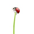 Ladybug climbing up a blade of grass isolated on a transparent background ideal for nature studies educational materials or Royalty Free Stock Photo