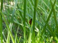 Ladybug climbing up on a grasshalm